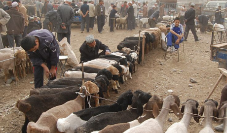 新疆哈什羊市场