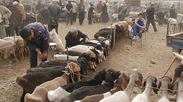 新疆哈什羊市场