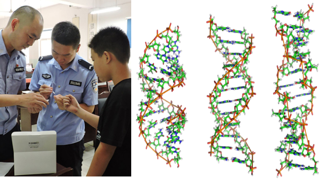 左图为警察采集初中男生的DNA样本（网络图片），右图为DNA