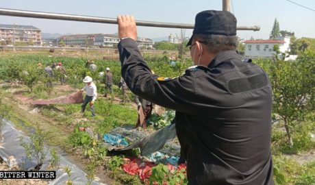 苍南县农民瓜架被毁