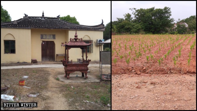 政府人员令人在寺庙遗址上种上玉米