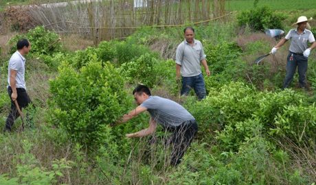 今年5月，广西省灌阳县文市镇政府官员组织退果还粮（砍伐果树种植粮食）活动