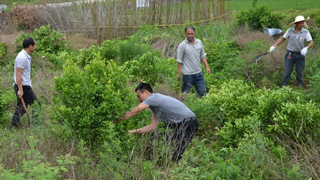 今年5月，广西省灌阳县文市镇政府官员组织退果还粮（砍伐果树种植粮食）活动