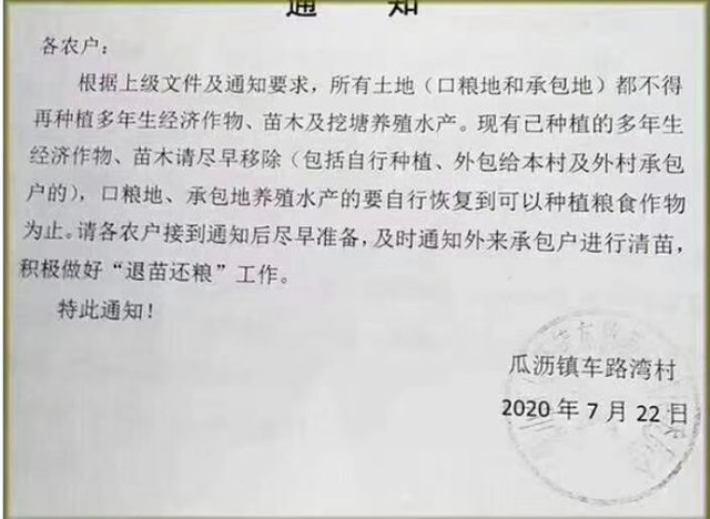 7月，浙江省杭州市萧山区瓜沥镇一村庄村民接到政府通知做好退苗还粮（用树苗地种粮食）工作