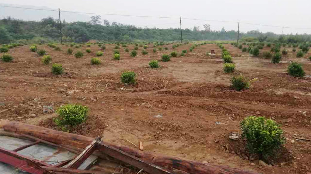 墓地及四间休息室的废墟上被种上了植被（知情人提供）